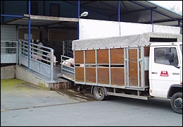 Nach dem Transport werden unsere Tiere im Schlachthof Kronach stressfrei geschlachtet.